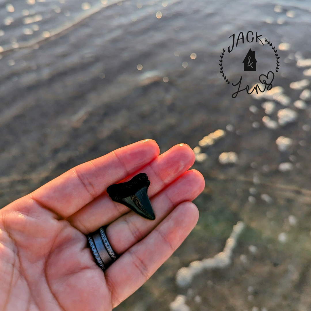 GENUINE SHARKS TEETH Earrings