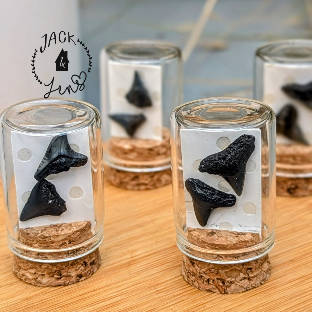 GENUINE SHARKS TEETH Earrings