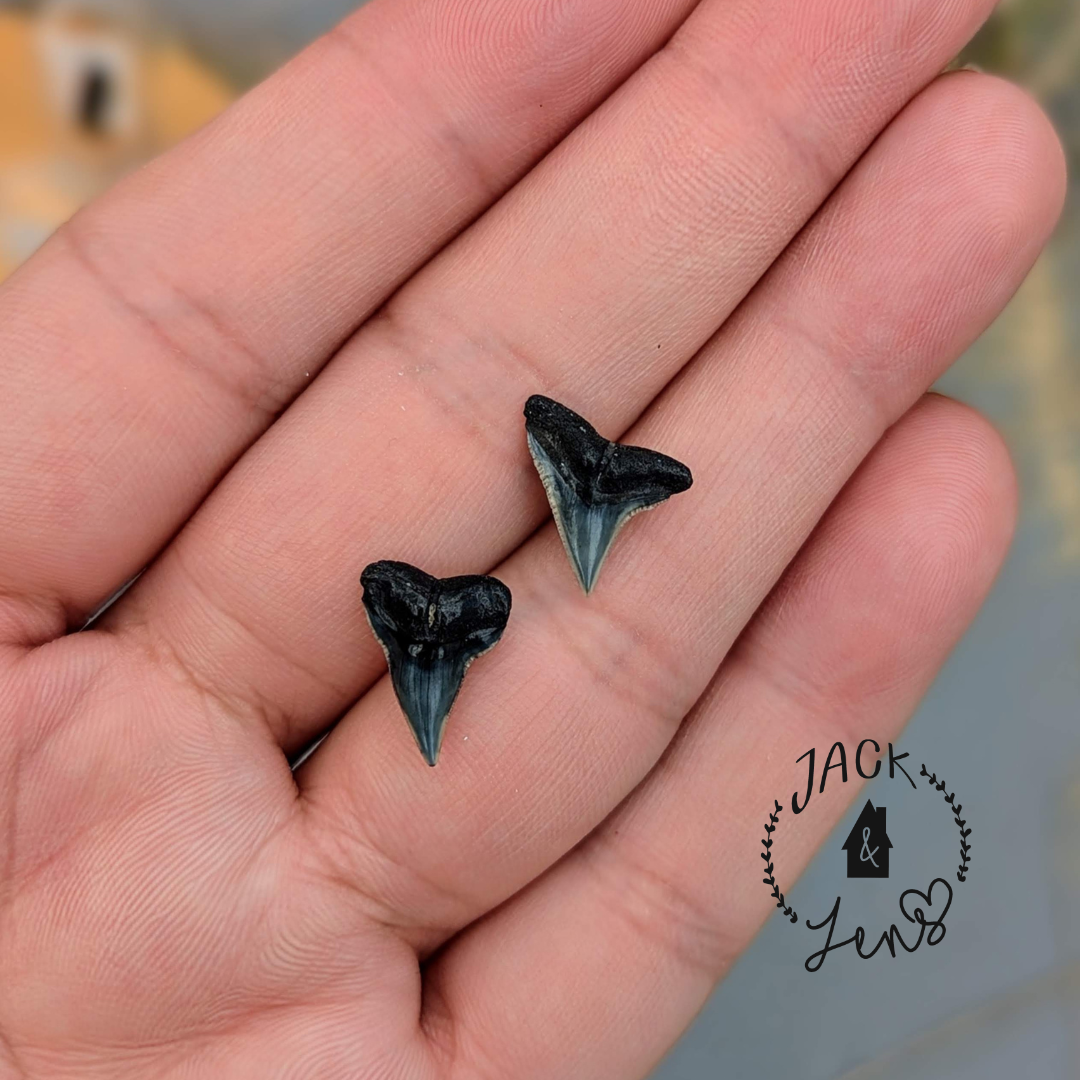 GENUINE SHARKS TEETH Earrings