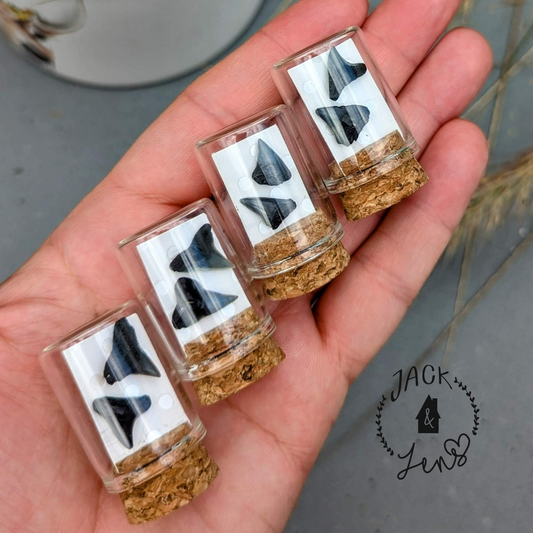 Genuine Shark Teeth Earrings