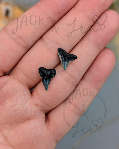 RTS - Shark Teeth Studs | Gift Essential
